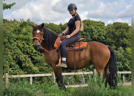 Weitere Ponys/Kleinpferde, Stute, 15 Jahre, 142 cm, Brauner
