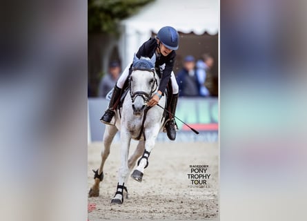 Weitere Ponys/Kleinpferde, Stute, 15 Jahre, 147 cm, Schimmel