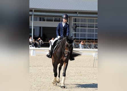 Weitere Ponys/Kleinpferde, Stute, 15 Jahre, 148 cm, Dunkelbrauner