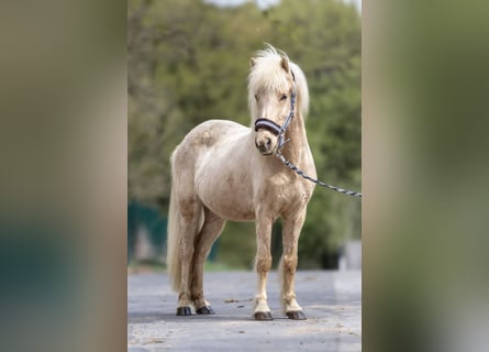 Weitere Ponys/Kleinpferde, Stute, 16 Jahre, 136 cm, Palomino