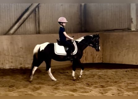 Weitere Ponys/Kleinpferde, Stute, 18 Jahre, 120 cm, Schecke