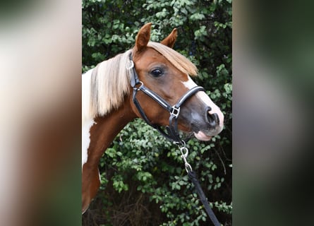 Weitere Ponys/Kleinpferde, Stute, 1 Jahr, 127 cm, Schecke