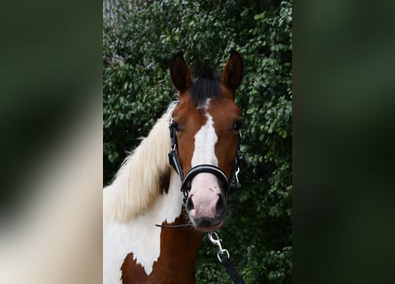 Weitere Ponys/Kleinpferde, Stute, 1 Jahr, 135 cm, Schecke