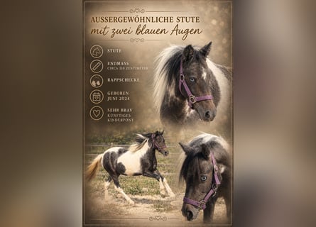 Weitere Ponys/Kleinpferde, Stute, 2 Jahre, 120 cm, Schecke