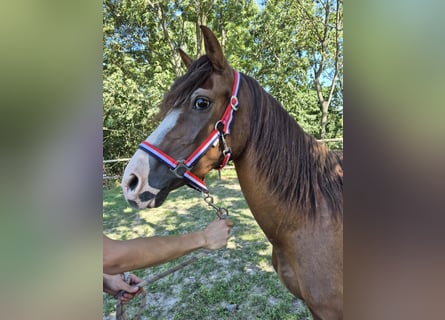 Weitere Ponys/Kleinpferde, Stute, 2 Jahre, 139 cm, Fuchs
