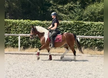Weitere Ponys/Kleinpferde, Stute, 3 Jahre, 135 cm, Schecke