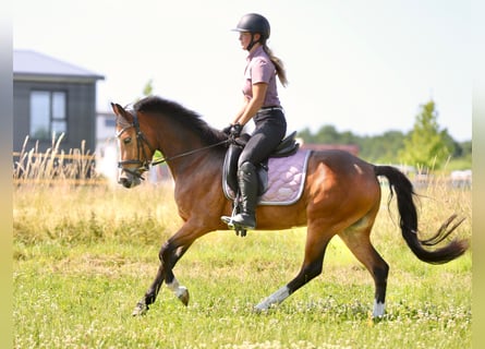 Weitere Ponys/Kleinpferde, Stute, 3 Jahre, 146 cm, Brauner