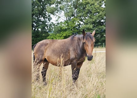 Weitere Ponys/Kleinpferde, Stute, 3 Jahre, 148 cm, Dunkelbrauner