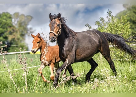 Weitere Ponys/Kleinpferde, Stute, 3 Jahre, 148 cm, Dunkelbrauner