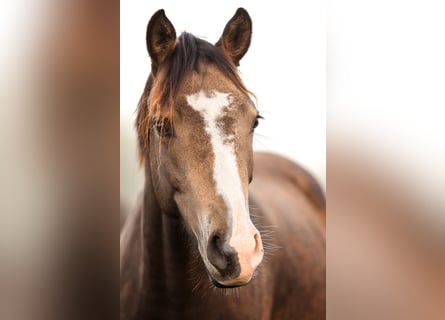 Weitere Ponys/Kleinpferde, Stute, 3 Jahre, 148 cm, Falbe