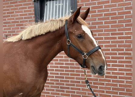 Weitere Ponys/Kleinpferde Mix, Stute, 3 Jahre, 150 cm, Fuchs