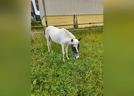 Weitere Ponys/Kleinpferde, Stute, 4 Jahre, 116 cm, Schecke