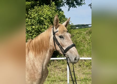 Weitere Ponys/Kleinpferde, Stute, 4 Jahre, 140 cm, Overo-alle-Farben