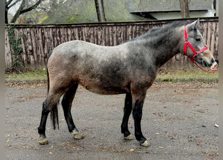 Weitere Ponys/Kleinpferde, Stute, 4 Jahre, 142 cm, Rotschimmel