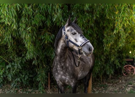 Weitere Ponys/Kleinpferde, Stute, 4 Jahre, 142 cm, Schimmel