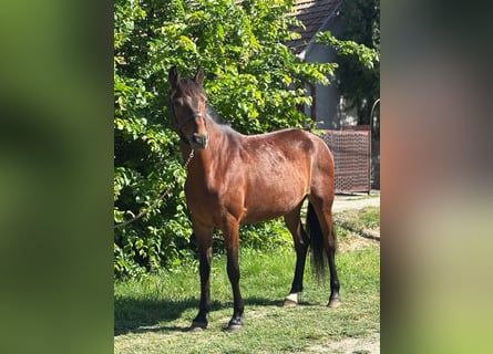 Weitere Ponys/Kleinpferde, Stute, 4 Jahre, 145 cm, Brauner