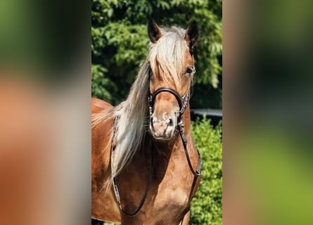 Weitere Ponys/Kleinpferde, Stute, 4 Jahre, 146 cm, Buckskin