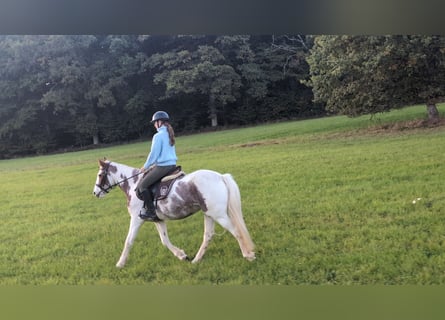 Weitere Ponys/Kleinpferde, Stute, 4 Jahre, 146 cm, Schecke
