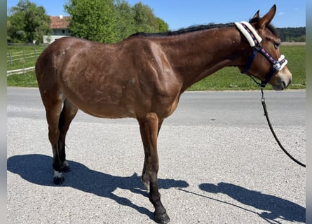 Weitere Ponys/Kleinpferde, Stute, 4 Jahre, 150 cm, Brauner