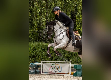 Weitere Ponys/Kleinpferde, Stute, 4 Jahre, 153 cm, Schecke