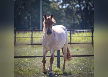 Weitere Ponys/Kleinpferde, Stute, 4 Jahre, 160 cm, Roan-Red