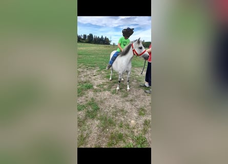 Weitere Ponys/Kleinpferde Mix, Stute, 5 Jahre, 105 cm, Apfelschimmel