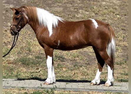 Weitere Ponys/Kleinpferde, Stute, 5 Jahre, 123 cm, Schecke
