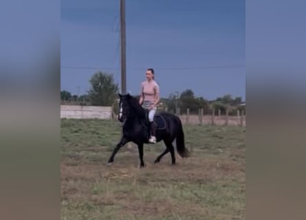 Weitere Ponys/Kleinpferde, Stute, 5 Jahre, 127 cm, Rappe