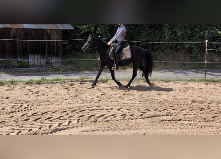 Weitere Ponys/Kleinpferde, Stute, 5 Jahre, 128 cm, Rappe