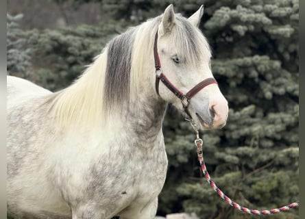 Weitere Ponys/Kleinpferde, Stute, 5 Jahre, 135 cm, Schecke