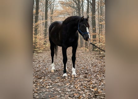 Weitere Ponys/Kleinpferde, Stute, 5 Jahre, 137 cm, Rappe