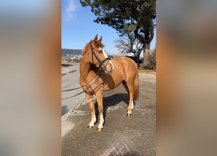 Weitere Ponys/Kleinpferde, Stute, 5 Jahre, 140 cm, Fuchs