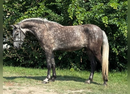 Weitere Ponys/Kleinpferde, Stute, 5 Jahre, 140 cm, Schimmel