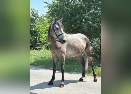 Weitere Ponys/Kleinpferde, Stute, 5 Jahre, 141 cm, Schimmel