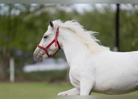 Weitere Ponys/Kleinpferde, Stute, 5 Jahre, 141 cm, Schimmel