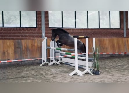 Weitere Ponys/Kleinpferde, Stute, 5 Jahre, 142 cm, Rotschimmel