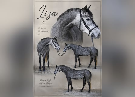 Weitere Ponys/Kleinpferde, Stute, 5 Jahre, 143 cm, Apfelschimmel