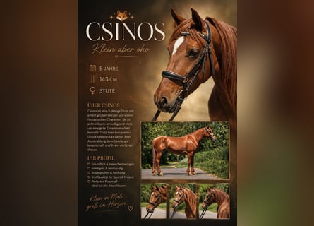 Weitere Ponys/Kleinpferde, Stute, 5 Jahre, 143 cm, Fuchs