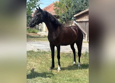 Weitere Ponys/Kleinpferde, Stute, 5 Jahre, 143 cm, Rappe