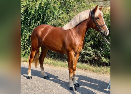 Weitere Ponys/Kleinpferde, Stute, 5 Jahre, 145 cm, Fuchs