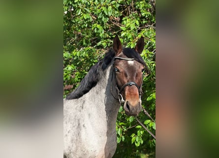 Weitere Ponys/Kleinpferde, Stute, 5 Jahre, 147 cm, Roan-Blue