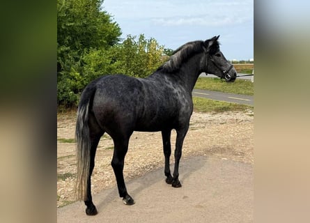 Weitere Ponys/Kleinpferde, Stute, 5 Jahre, 148 cm, Apfelschimmel