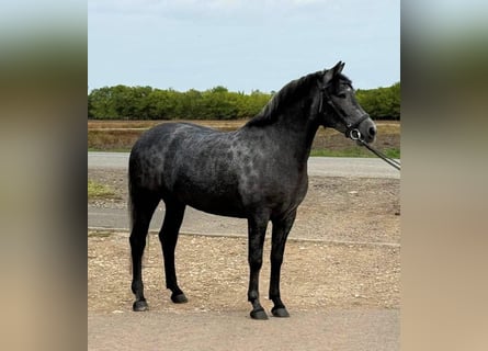 Weitere Ponys/Kleinpferde, Stute, 5 Jahre, 148 cm, Apfelschimmel