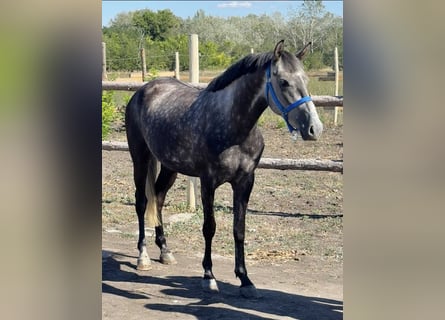 Weitere Ponys/Kleinpferde, Stute, 5 Jahre, 148 cm, Schimmel