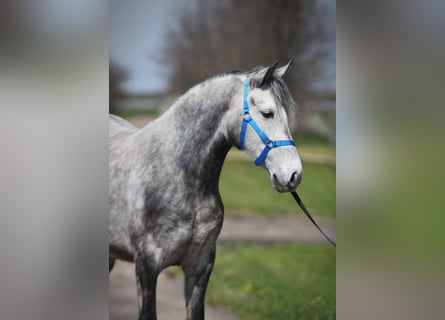 Weitere Ponys/Kleinpferde, Stute, 5 Jahre, 149 cm, Schimmel