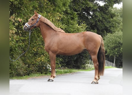 Weitere Ponys/Kleinpferde, Stute, 5 Jahre, 150 cm, Fuchs