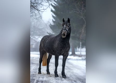 Weitere Ponys/Kleinpferde, Stute, 5 Jahre, 150 cm, Schimmel