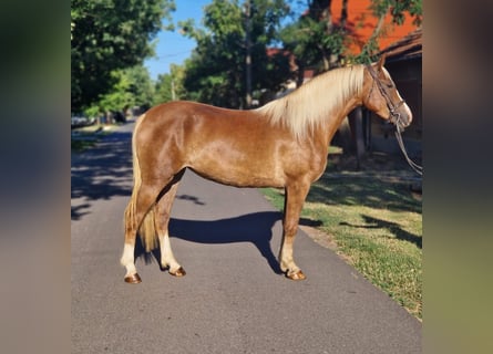 Weitere Ponys/Kleinpferde, Stute, 5 Jahre, 151 cm, Fuchs