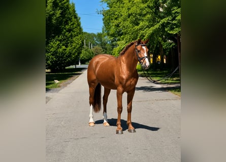 Weitere Ponys/Kleinpferde, Stute, 5 Jahre, 153 cm, Fuchs