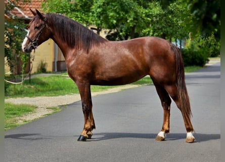 Weitere Ponys/Kleinpferde, Stute, 5 Jahre, 153 cm, Fuchs